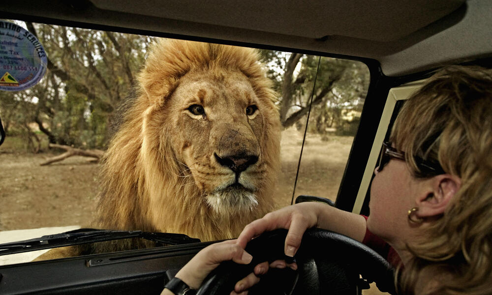 South Africa Safaris