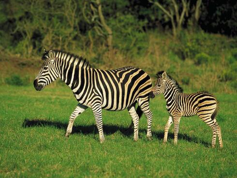 Zebra