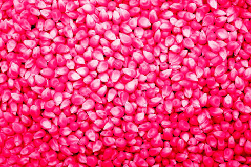 A closeup of neon pink corn seeds that have been treated with neonicotinoid