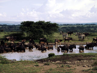 serengeti animals