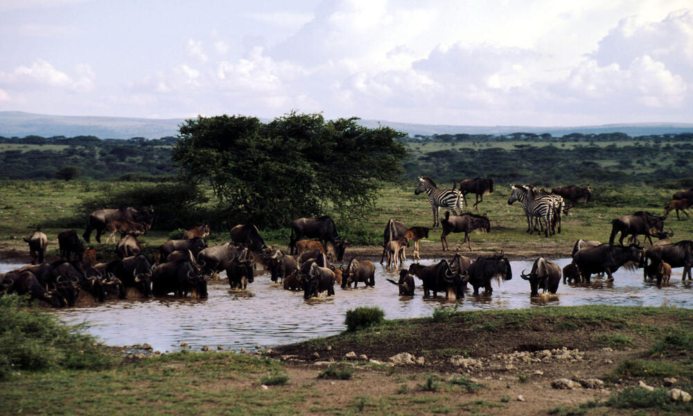 serengeti animals
