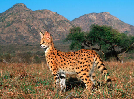Serval with a spotted and barred coat stands in a savanna..
