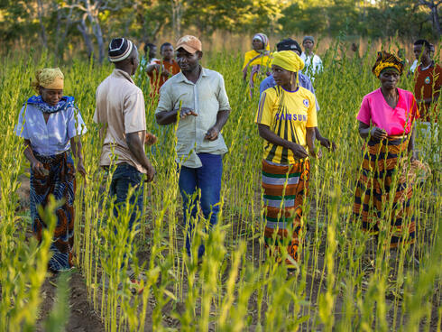 People tend to crops in a field