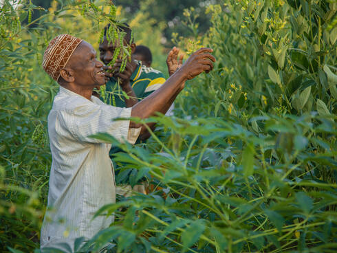 A man picks sesame from tall green plants.