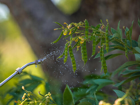 A hose sprinkles a sesame plant with small yellow flowers