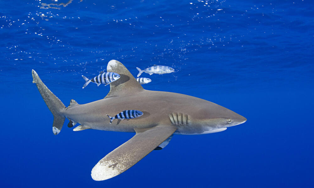 Shark | Species | WWF