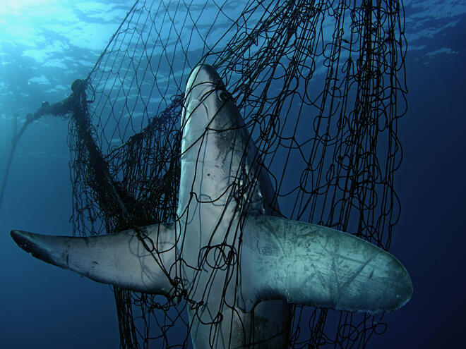 shark caught in net