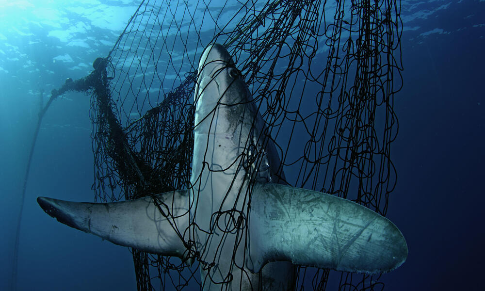 basking sharks are dangerous