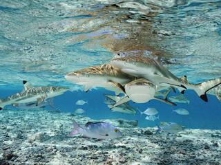 sharks