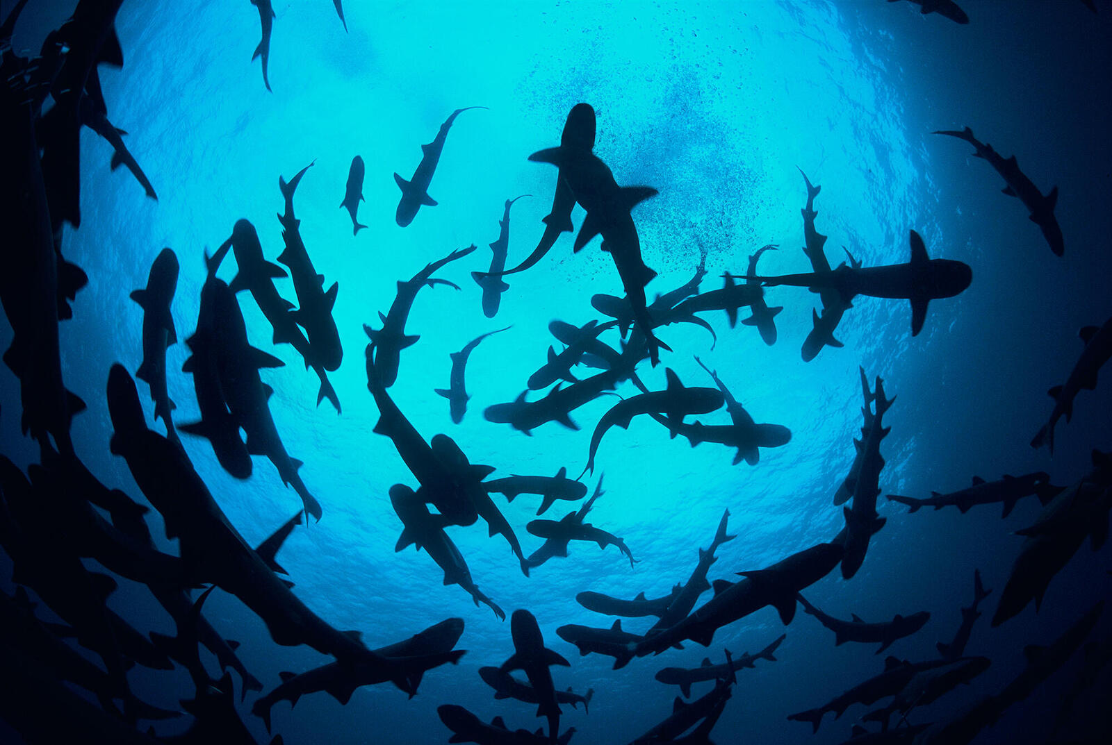 Circling sharks from beneath