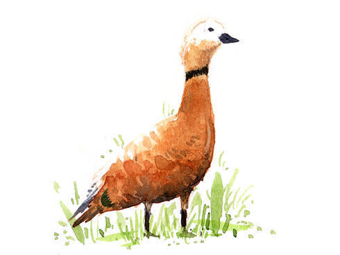 Ruddy Shelduck