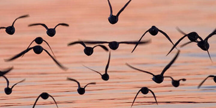 Shorebirds flying over a tidal slough at sunset in Togiak National Wildlife Refuge.