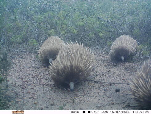 Three short beaked echidnas walk toward the camera