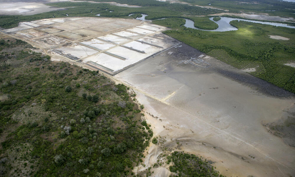 shrimp farming mangroves