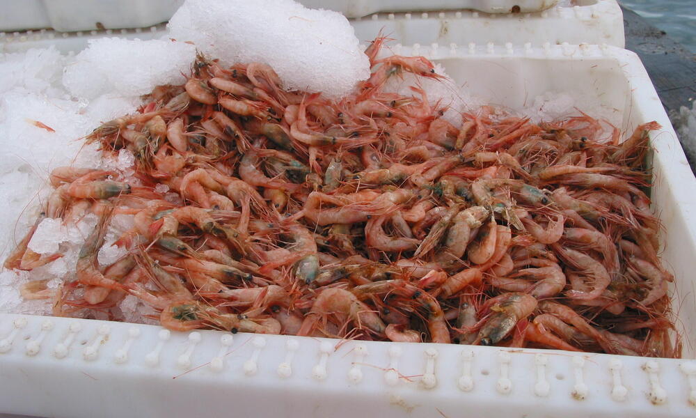 Shrimp, Greenland