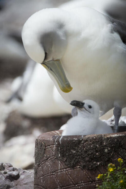 A shy albatross using a concrete nest