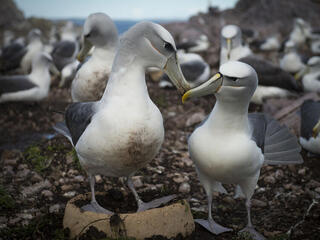 A pair of shy albatross in a nest