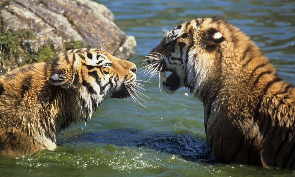 Siberian Tigers 