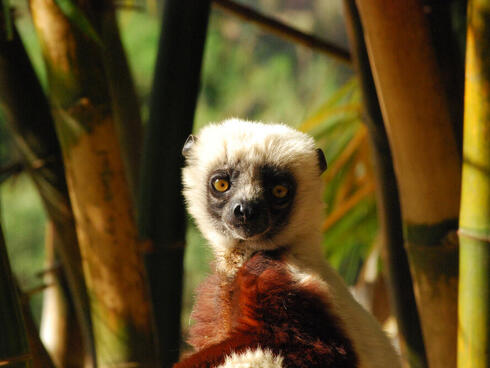 Sifaka lemur in lemurs park, Antananarivo, Madagascar