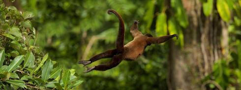 Silvery woolly monkey jumping