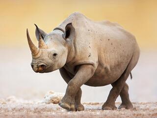 A single black rhino walks in an arid climate.