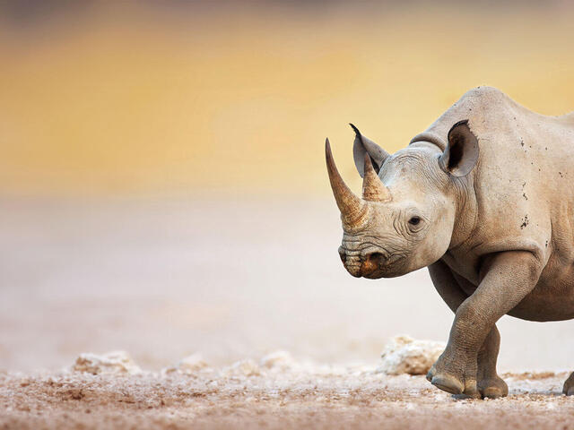 Single black rhino walking in an arid environment