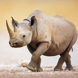 A single black rhino walks in an arid climate.