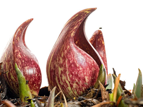 The eastern skunk cabbage sprouts with purple leaves in snowy weather