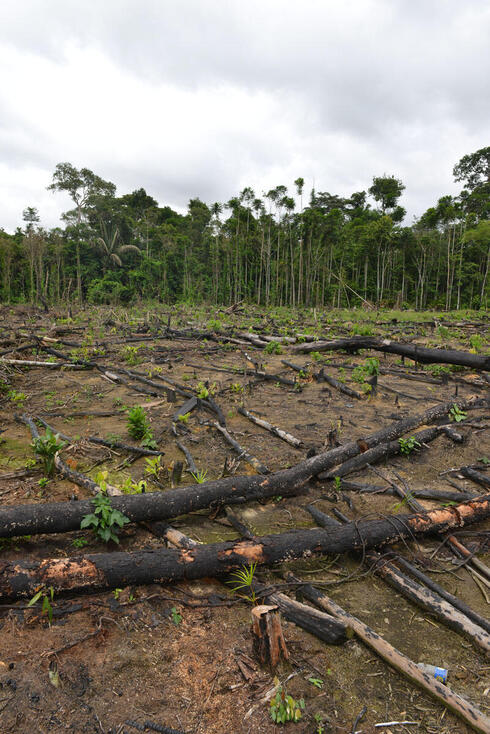 Slash and burn agriculture Peru