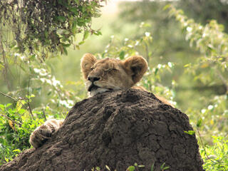 A sleeping lion cub with its head resting on a rock