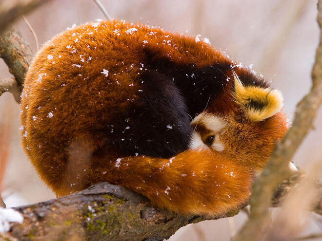 Red panda (Ailurus fulgens) resting on branch in snow, China