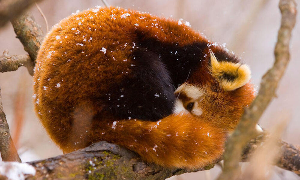 Red panda (Ailurus fulgens) resting on branch in snow, China