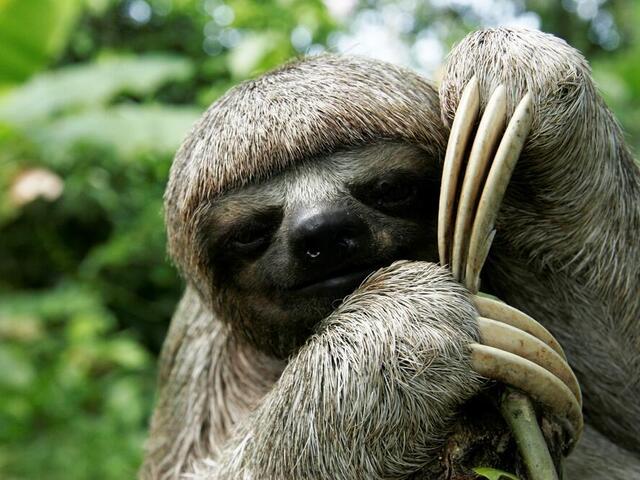 sloth closeup