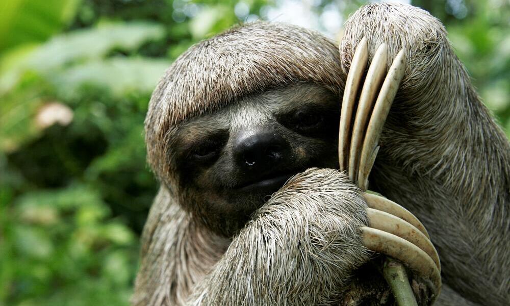 Why are sloths slow? And six other sloth facts | Stories | WWF