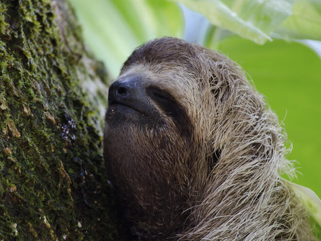 Sloth | Species | WWF