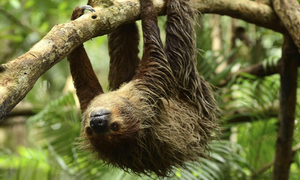 amazon rainforest sloth