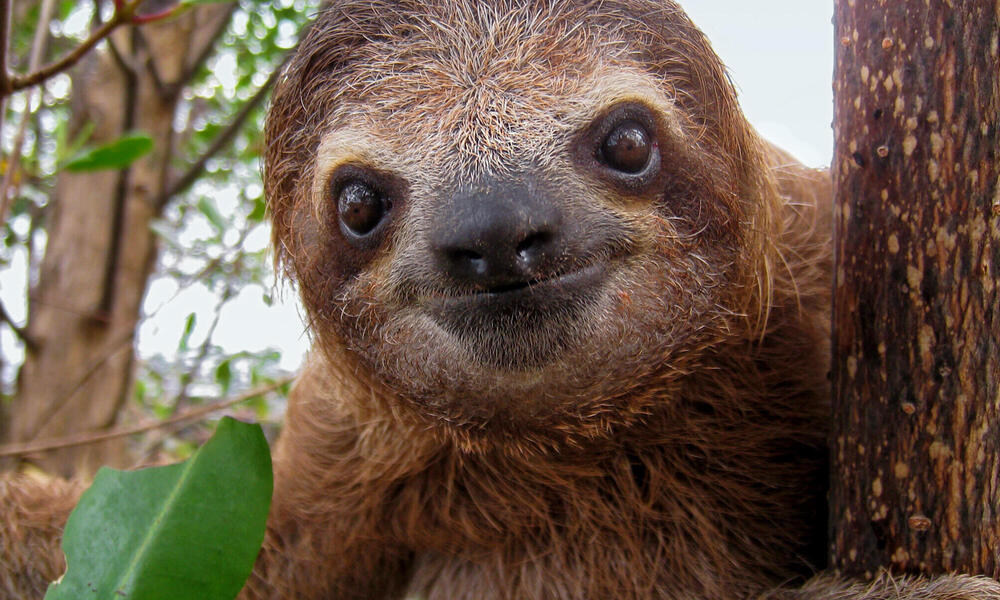 Cute face of young three-toed sloth, Costa Rica, Central America