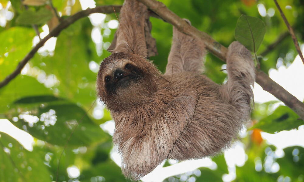 Why are sloths slow? And six other sloth facts | Stories | WWF
