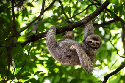 Sloth hanging from a tree branch and looking directly at the camera.