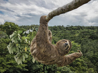 tropical rainforest sloth