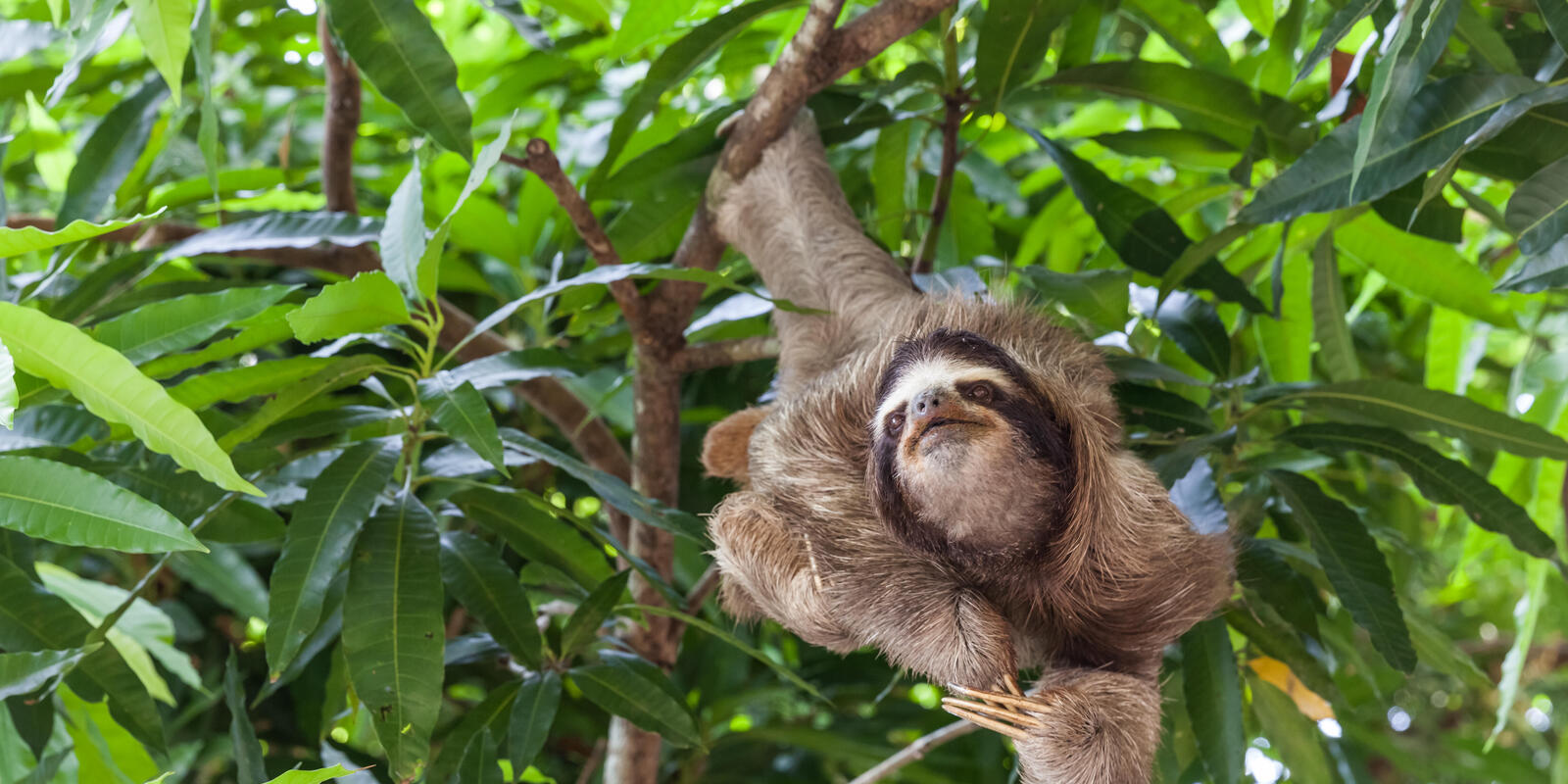 sloth sleeping in tree