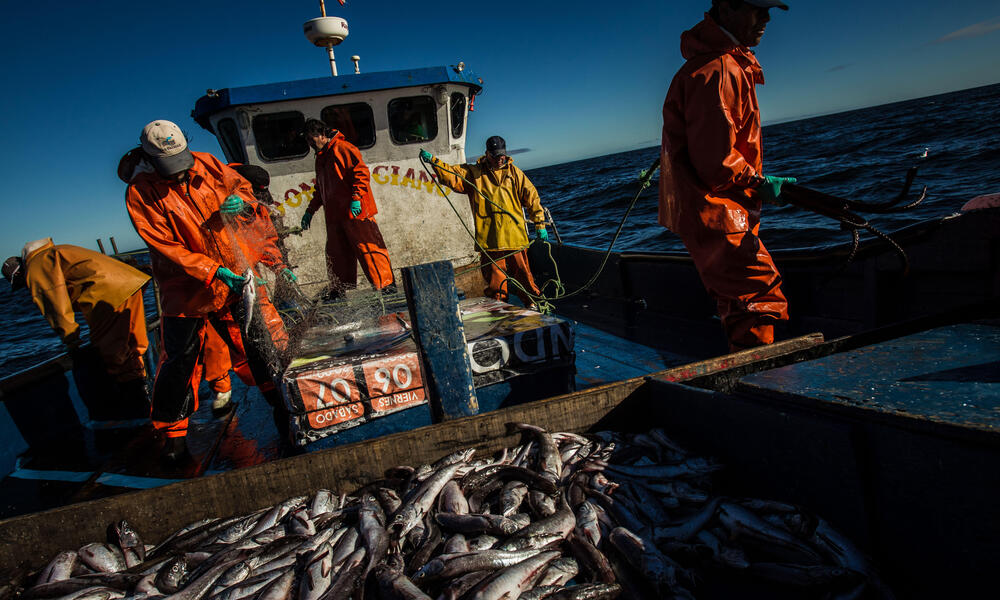 Disappointingly small catch of Southern hake