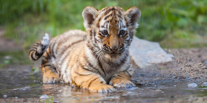 Small tiger cub lying in water