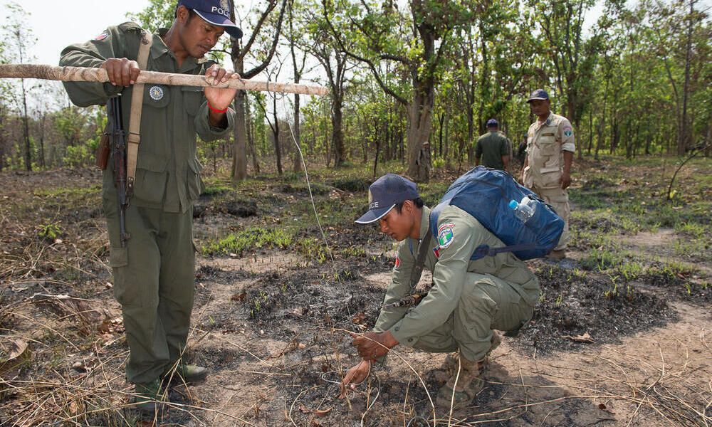 A patrol uncovers and dismantles a snare in Cambodia.