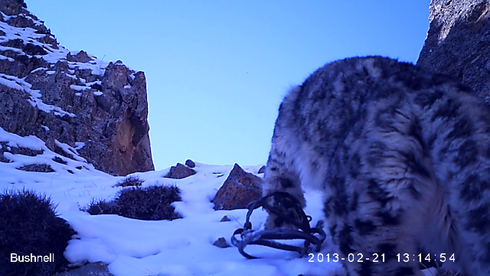 Camera trap image of a snow leopard caught in a snare