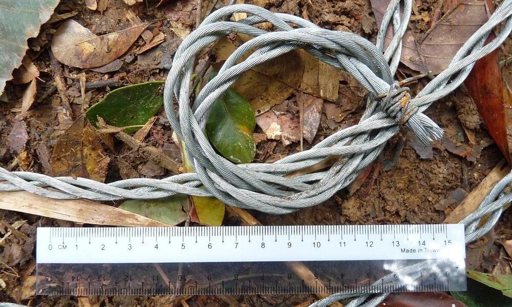 A wire snare sits curled up on the snowy ground next to a ruler