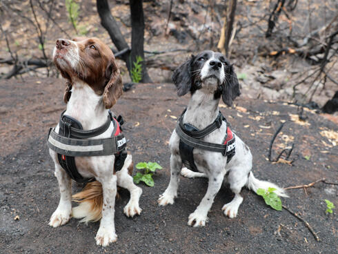 Portrait of Taz and Missy, English Springer Spaniel detection dogs.