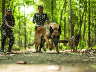 Sniffer dogs in Nepal