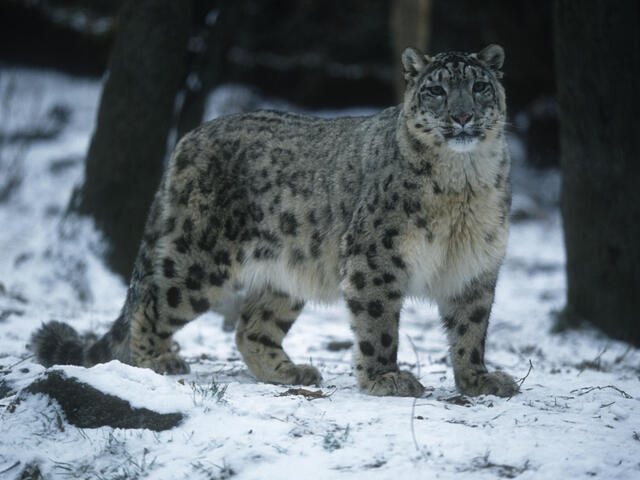 Snow Leopard Species Wwf Snow Leopard Species Wwf