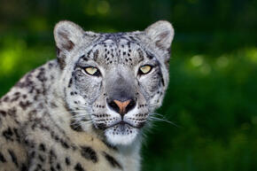 Snow leopards: Charity hopes pair can help protect species - BBC Newsround